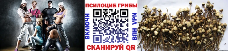 Галлюциногенные грибы Cubensis  Гаврилов Посад 